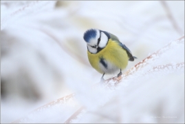 <p>SÝKORA MODŘINKA (Cyanistes caeruleus) /Eurasian blue tit - Blaumeise/</p>